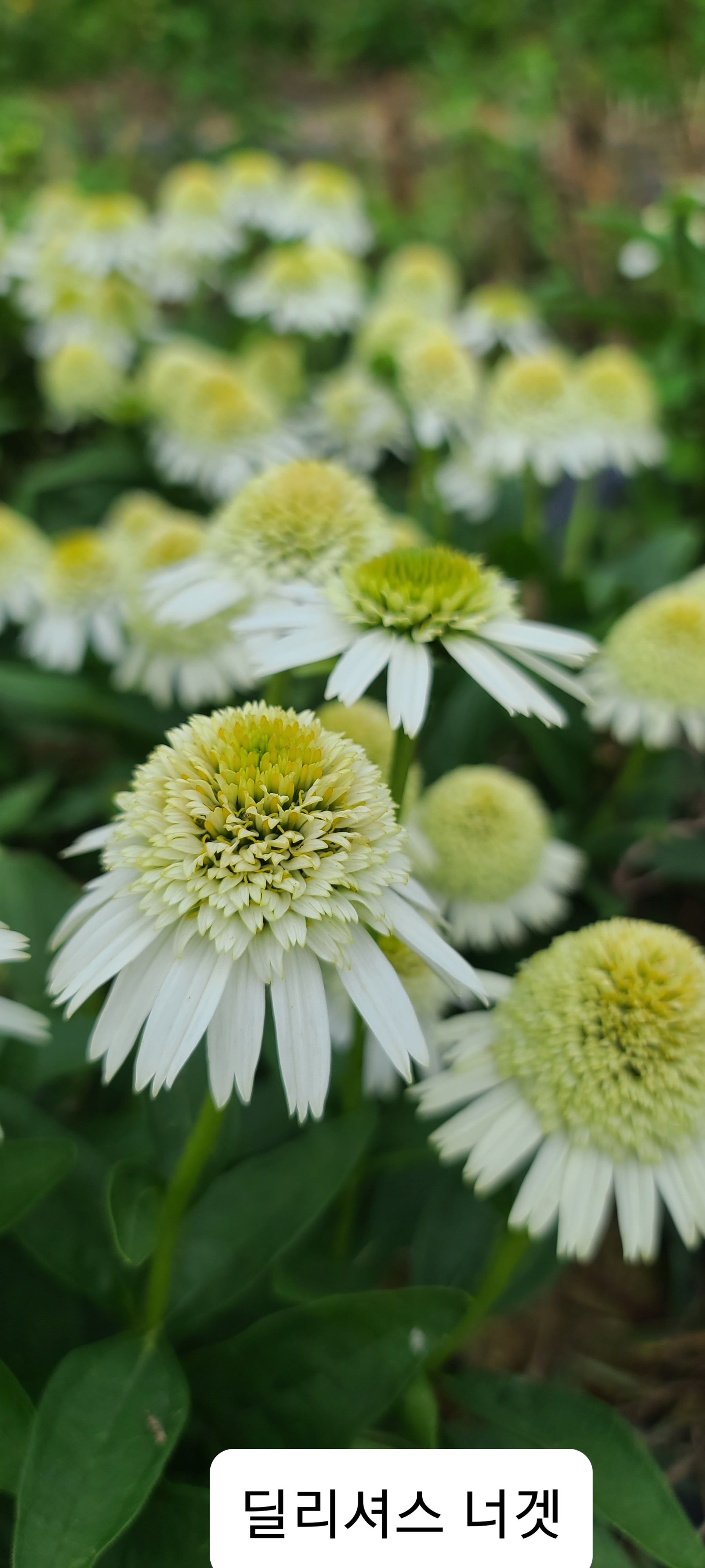 Echinacea purpurea 'Delicious Nougat'